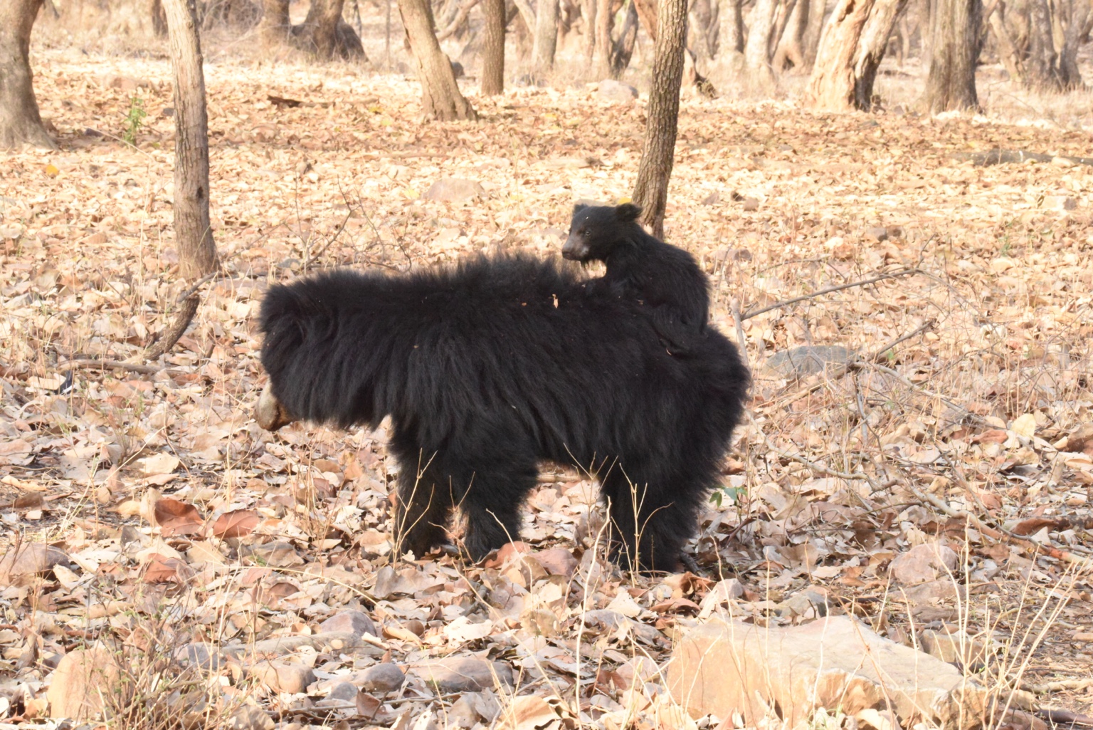 Sloth bear and cub in dry forest