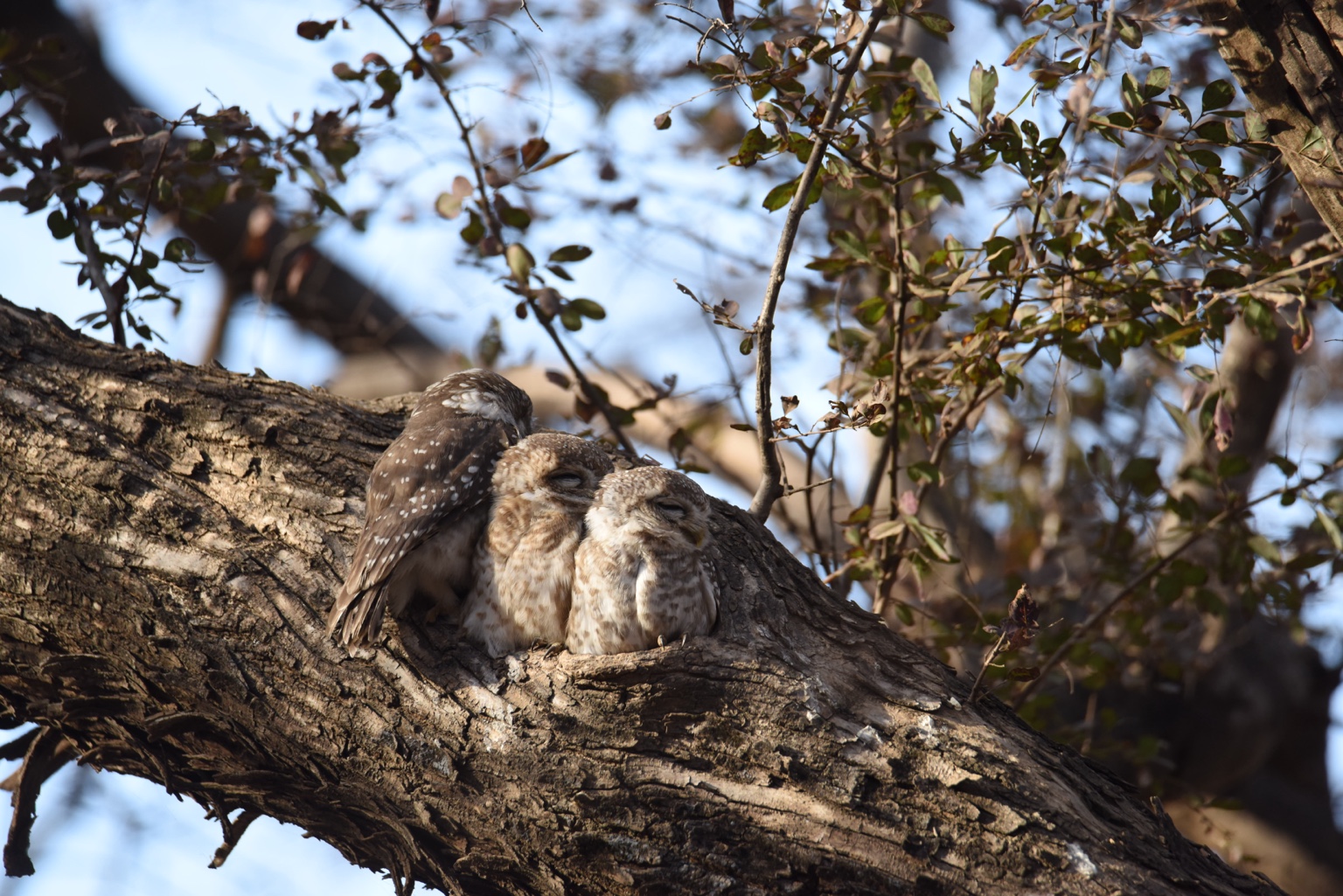 A family of spotted owlets resting in a tree