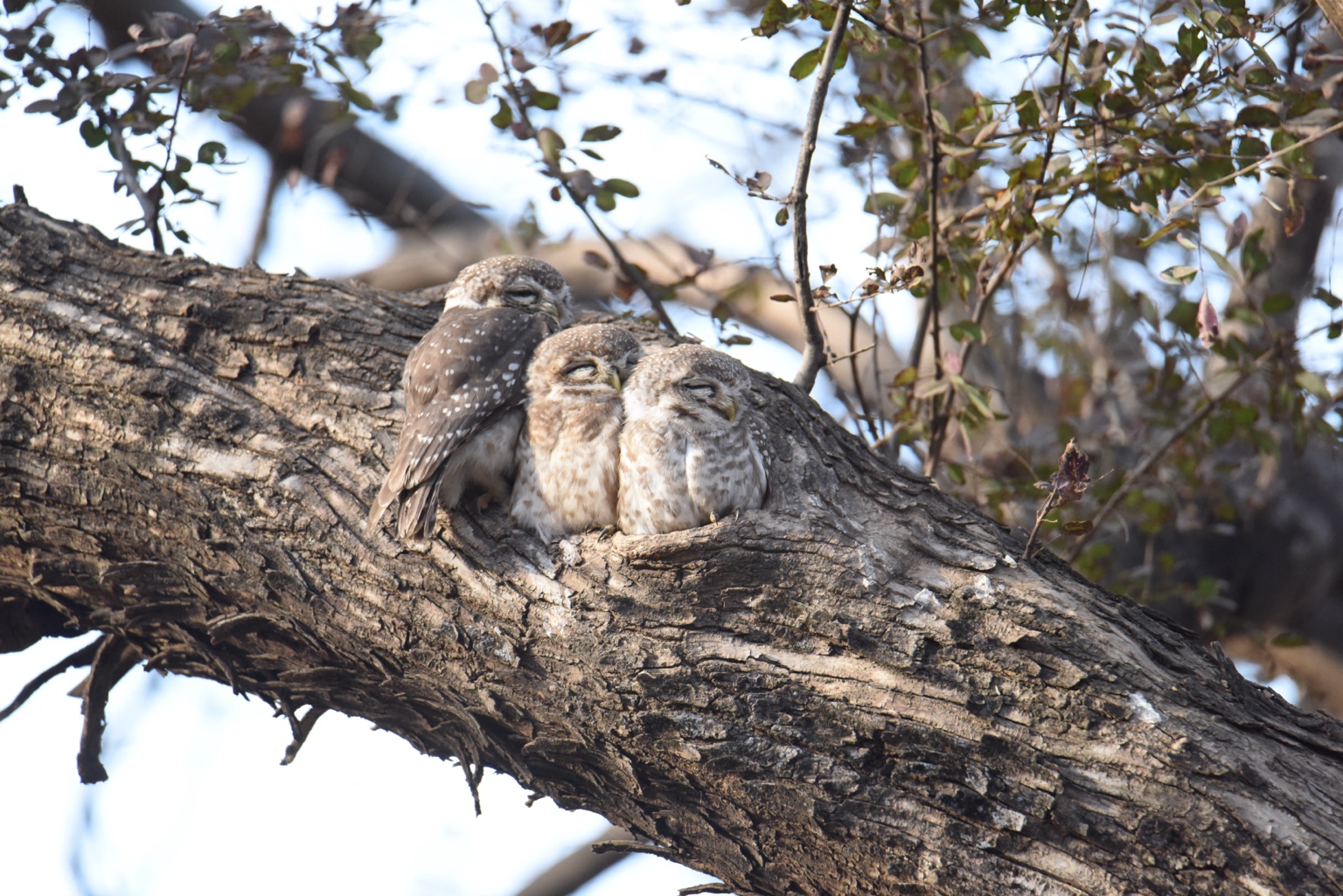 Three spotted owlets resting together on a tree