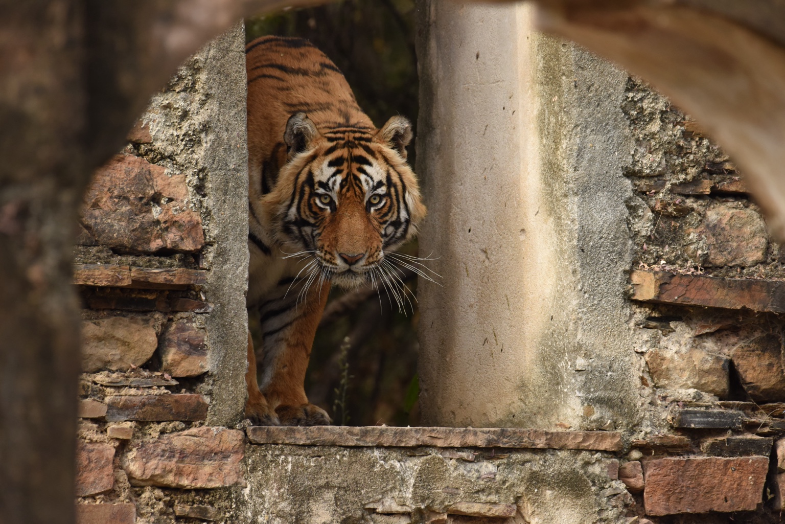 A Bengal tiger looking through a weathered stone arch