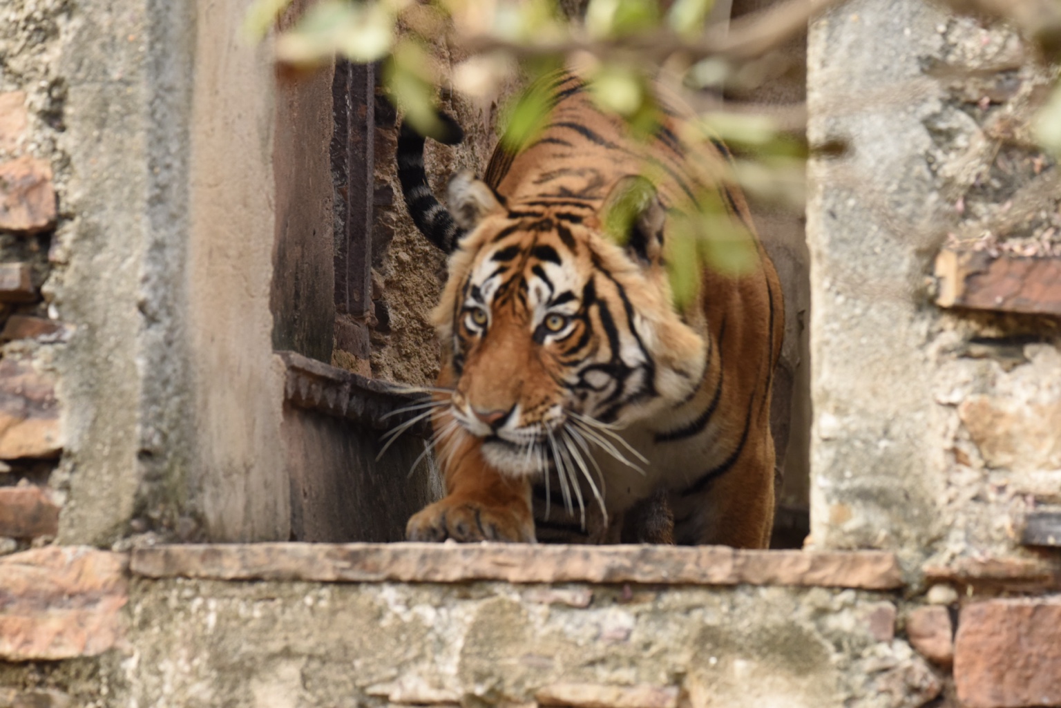 Tiger glancing through foliage